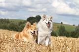 CHIEN FINNOIS DE LAPONIE 077